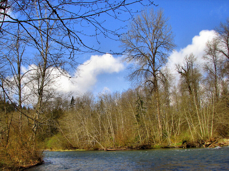 River Flowing Through Forest — Blue, Serene, Autumn