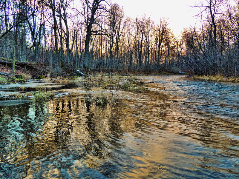 River Flowing Through Forest — Brown, Serene
