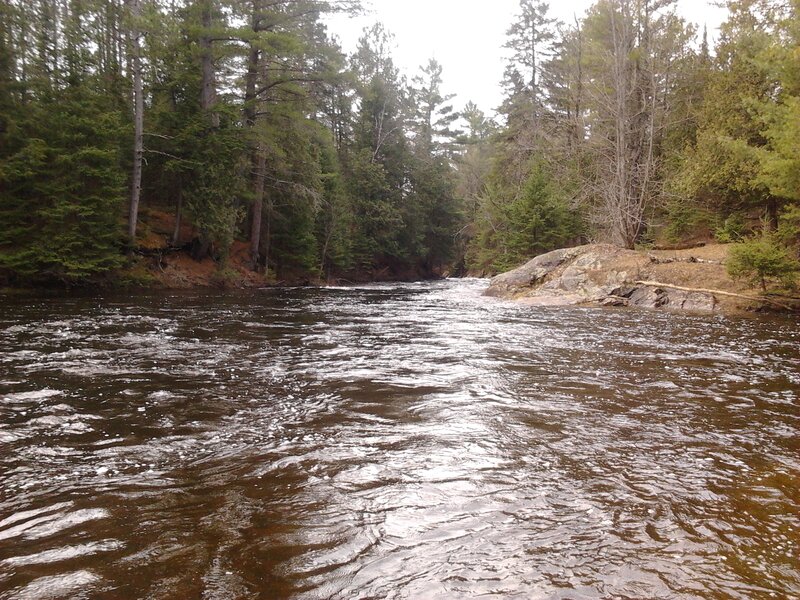 River Flowing Through Forest — Brown
