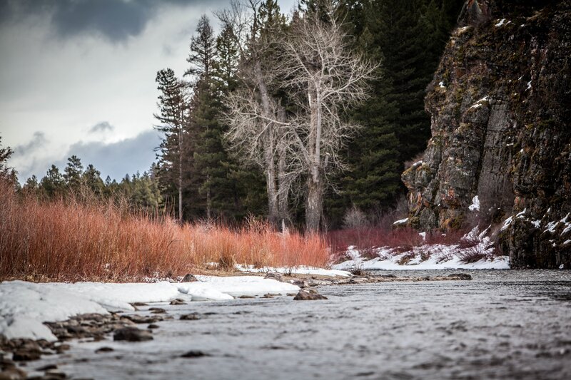 River Flowing Through Forest — Gray, Dramatic