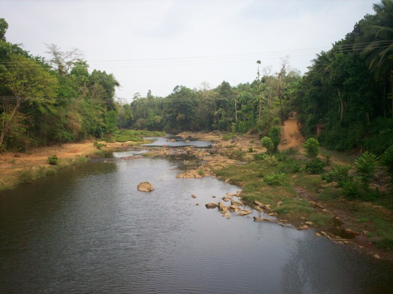 River Flowing Through Forest — Green, Calm, Afternoon, Photograph
