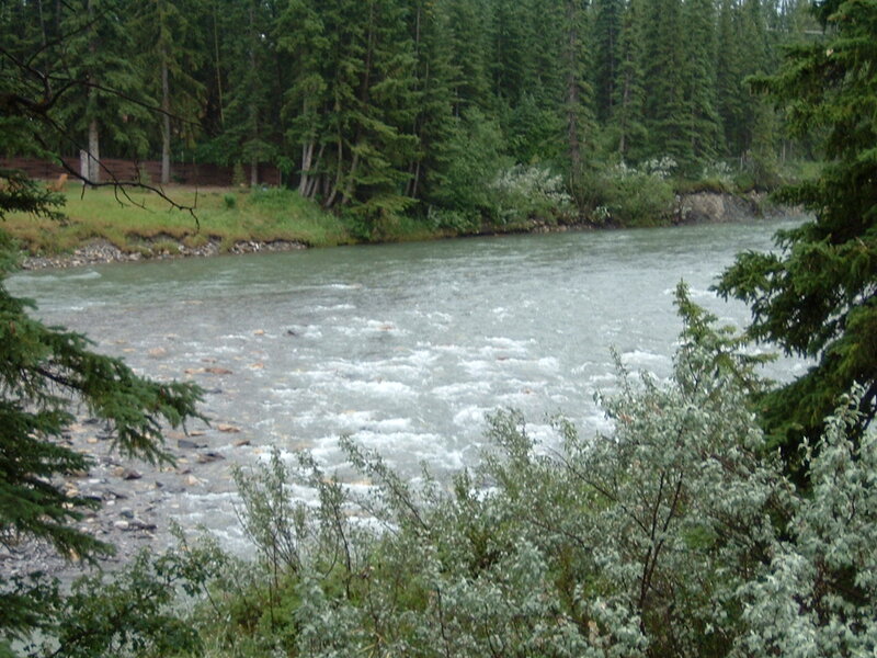 River Flowing Through Forest — Green, Calm, Photograph