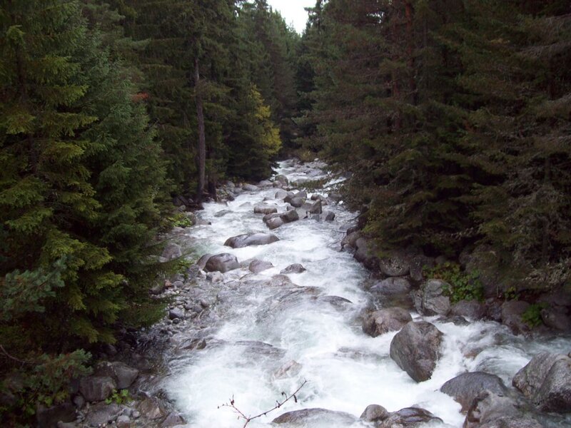 River Flowing Through Forest — Green, Calm, Photograph, Trees