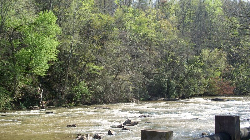 River Flowing Through Forest — Green, Calm, Spring