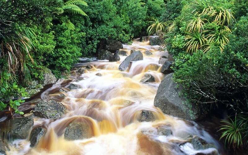 River Flowing Through Forest — Green, Dynamic, Afternoon, Photograph