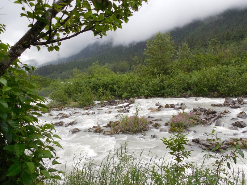 River Flowing Through Forest — Green, Misty