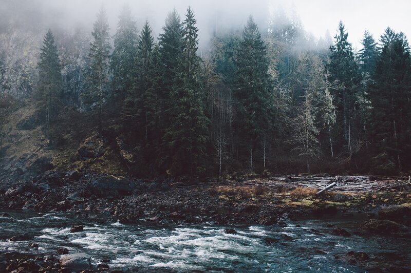 River Flowing Through Forest — Green, Moody, Morning