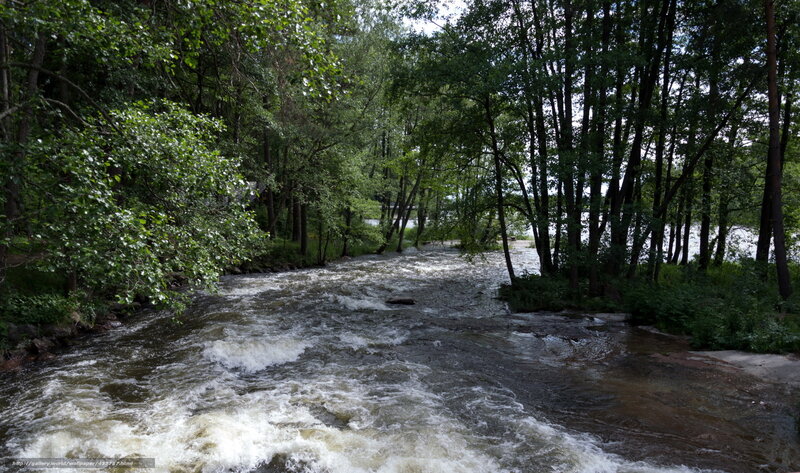 River Flowing Through Forest — Green, Natural, Afternoon, Photograph, Trees, Rapids