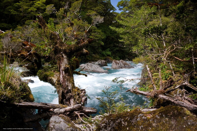 River Flowing Through Forest — Green, Natural, Afternoon, Photograph, Trees, Rocks, Fallen Logs