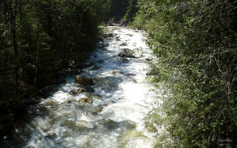 River Flowing Through Forest — Green, Natural, Afternoon, Photograph, Trees, Rocks, Rapids, White