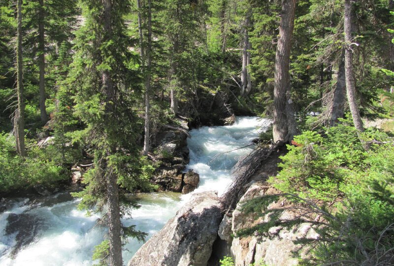 River Flowing Through Forest — Green, Natural, Afternoon, Photograph, Trees, Rocks, Water