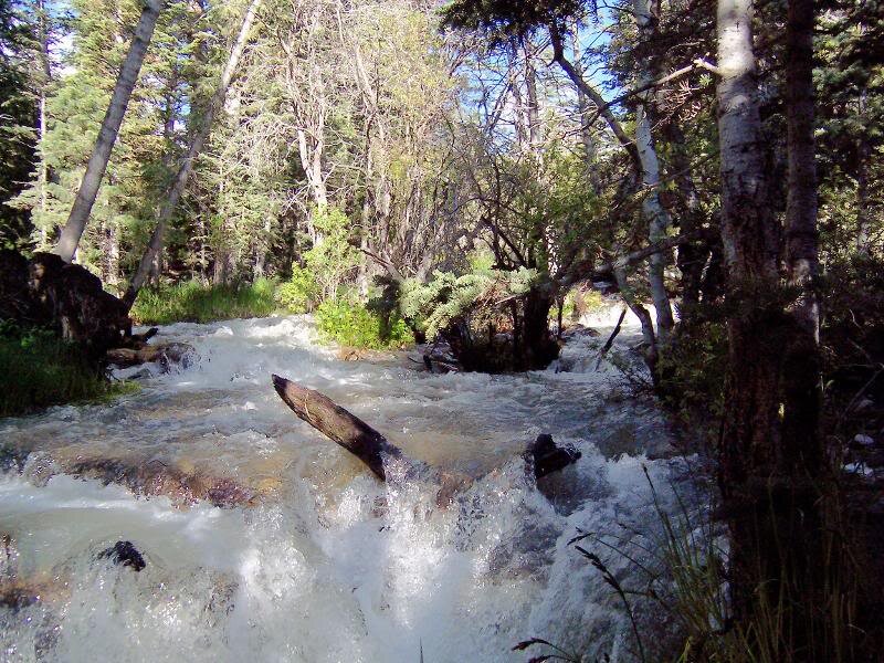 River Flowing Through Forest — Green, Natural, Afternoon, Photograph, Trees