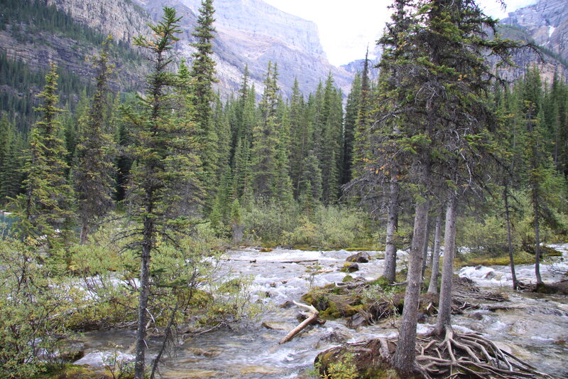 River Flowing Through Forest — Green, Natural, Afternoon