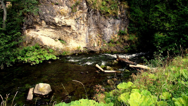 River Flowing Through Forest — Green, Natural, Photograph