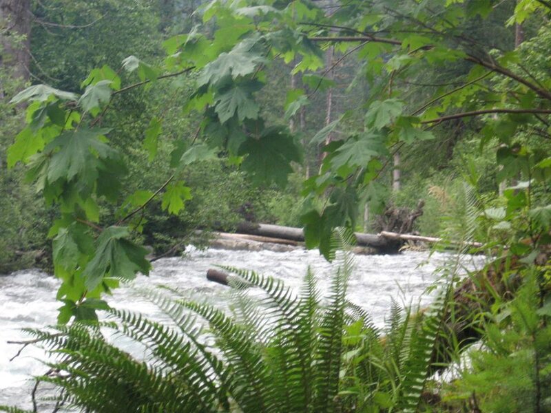 River Flowing Through Forest — Green, Natural, Photograph, Trees