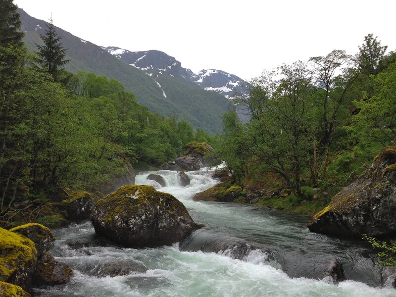River Flowing Through Forest — Green, Natural, Spring, Photograph, Trees