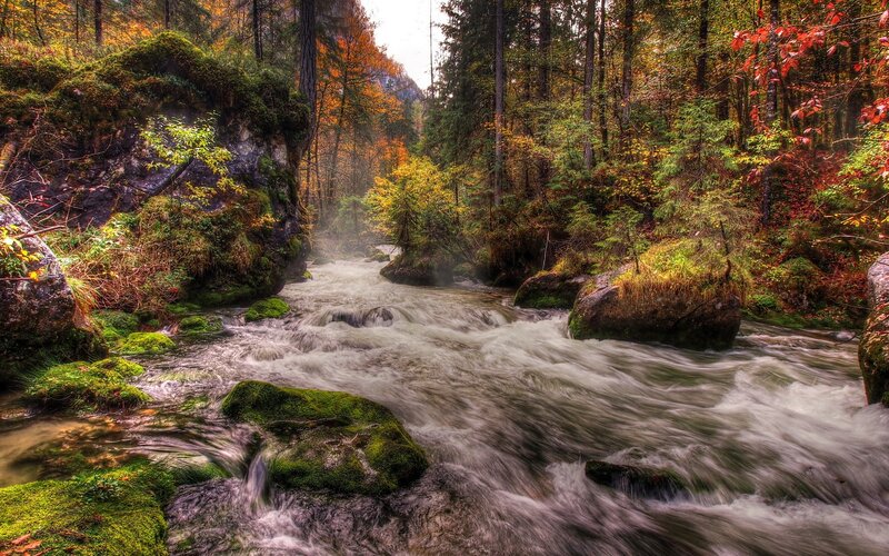 River Flowing Through Forest — Green, Photograph