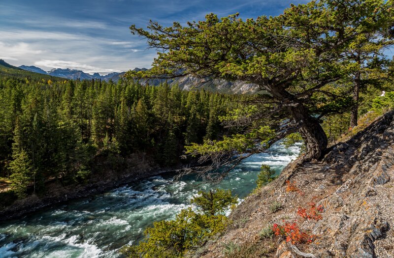 River Flowing Through Forest — Green, Serene, Afternoon, Photograph, Mountains, Tree