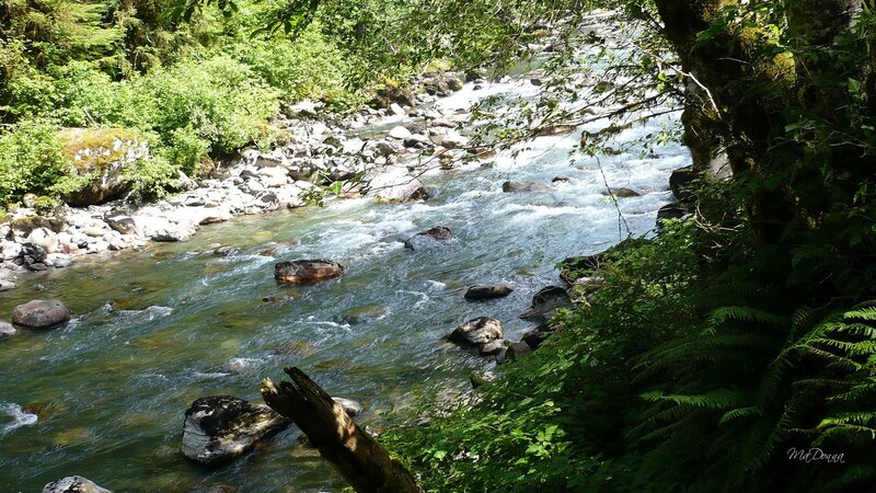 River Flowing Through Forest — Green, Serene, Afternoon, Photograph, Rocks, Trees, Ferns