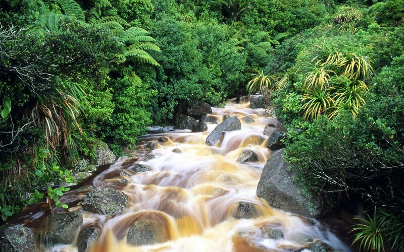 River Flowing Through Forest — Green, Serene, Afternoon, Photograph, Rocks, Trees, Plants, Brown