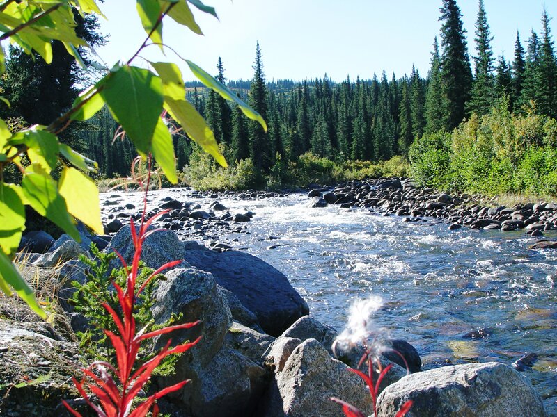 River Flowing Through Forest — Green, Serene, Afternoon, Photograph, Rocks, Trees, Plants