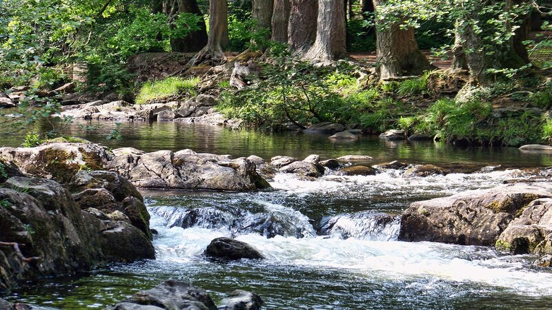 River Flowing Through Forest — Green, Serene, Afternoon, Photograph, Rocks, Trees, Water, Brown