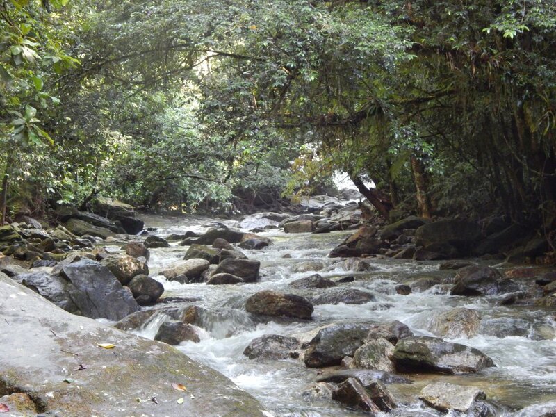 River Flowing Through Forest — Green, Serene, Afternoon, Photograph, Rocks, Trees, Water
