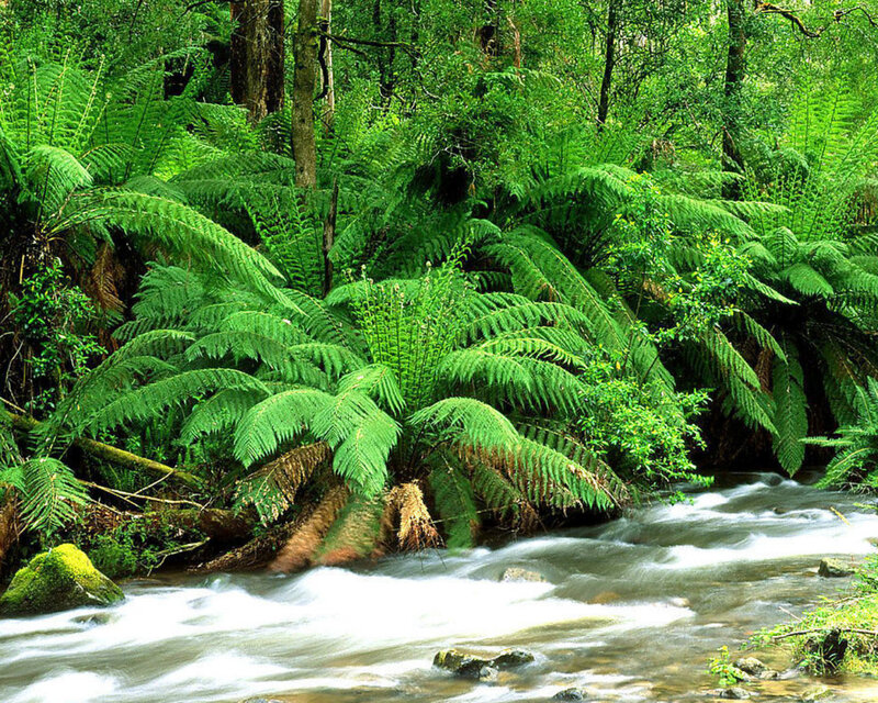 River Flowing Through Forest — Green, Serene, Afternoon, Photograph, Stream