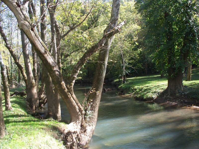 River Flowing Through Forest — Green, Serene, Afternoon, Photograph, Trees, Grass, Stream