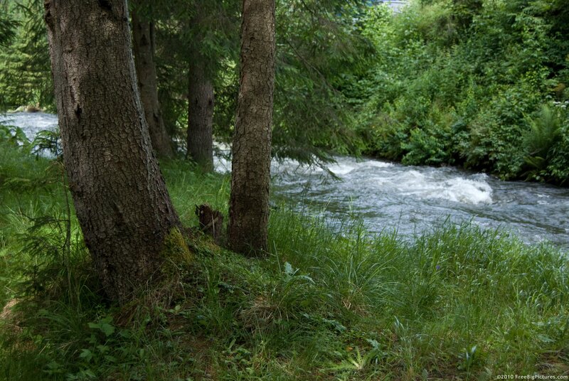 River Flowing Through Forest — Green, Serene, Afternoon, Photograph, Trees, Grass