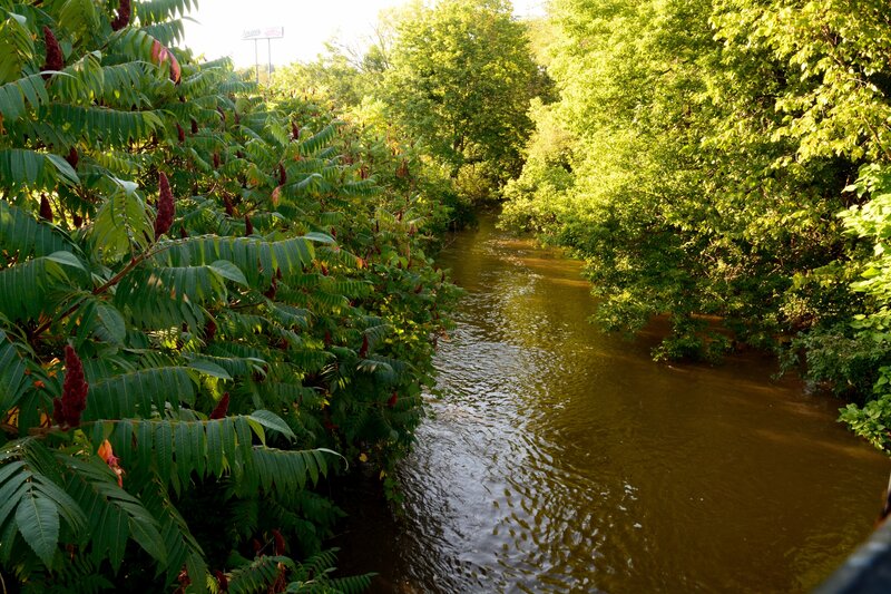 River Flowing Through Forest — Green, Serene, Afternoon, Photograph, Trees, Plants, Sign