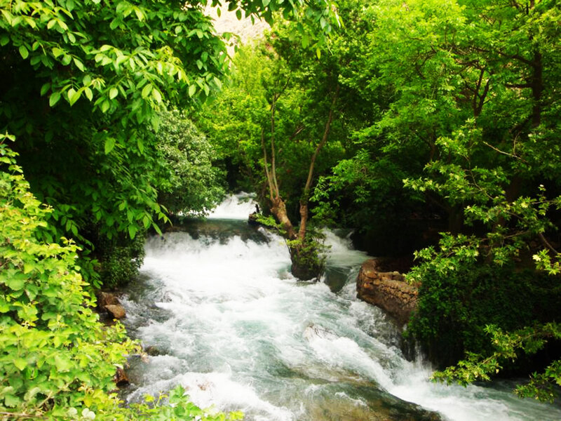 River Flowing Through Forest — Green, Serene, Afternoon, Photograph, Trees, Rapids
