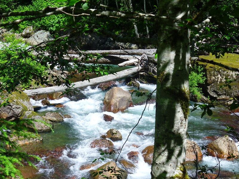 River Flowing Through Forest — Green, Serene, Afternoon, Photograph, Trees, Rocks, Logs