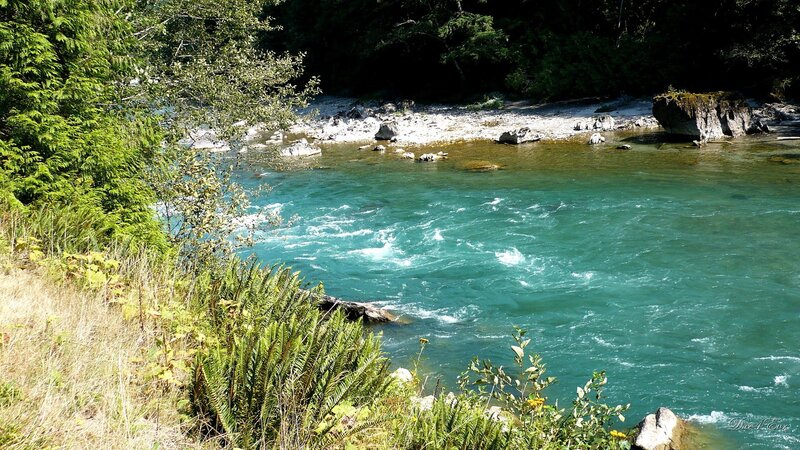 River Flowing Through Forest — Green, Serene, Afternoon, Photograph, Trees, Rocks, Plants