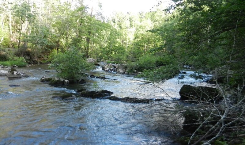 River Flowing Through Forest — Green, Serene, Afternoon, Photograph, Trees, Rocks, Stream, Brown, Blue
