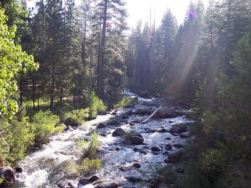 River Flowing Through Forest — Green, Serene, Afternoon, Photograph, Trees, Rocks, Sunlight, Brown