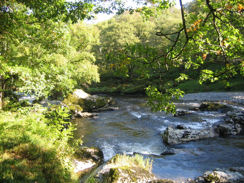 River Flowing Through Forest — Green, Serene, Afternoon, Photograph, Trees, Rocks, Water, Blue, Brown