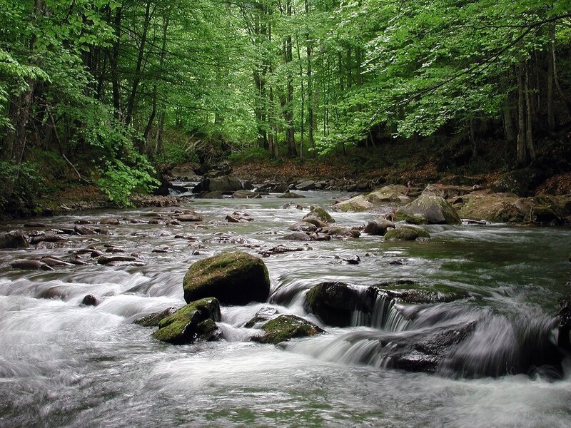 River Flowing Through Forest — Green, Serene, Afternoon, Photograph, Trees, Rocks, Water, Brown