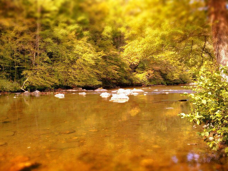 River Flowing Through Forest — Green, Serene, Afternoon, Photograph, Trees