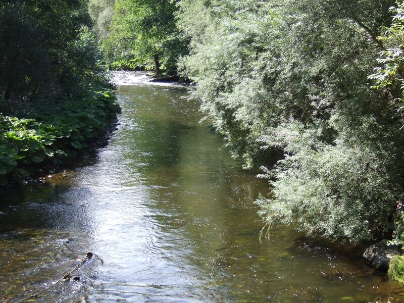 River Flowing Through Forest — Green, Serene, Afternoon, Photograph, Trees, Water, Rocks, Brown