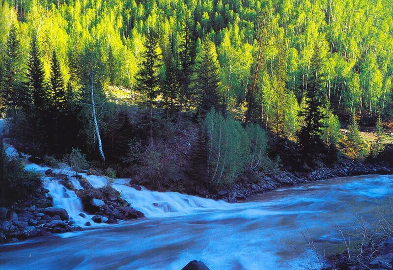 River Flowing Through Forest — Green, Serene, Afternoon