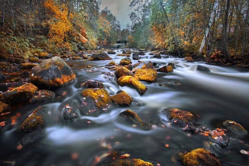 River Flowing Through Forest — Green, Serene, Autumn, Photograph, Rocks, Trees, Fallen Leaves