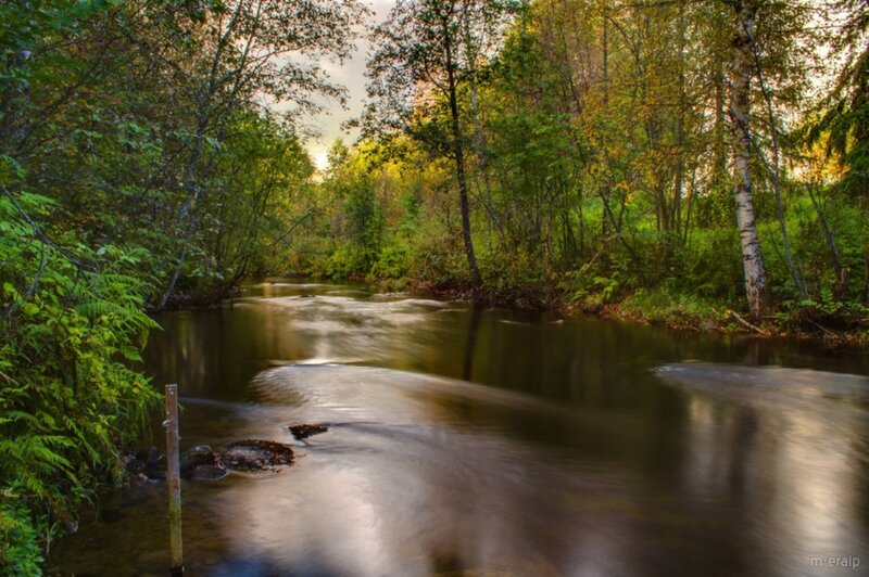 River Flowing Through Forest — Green, Serene, Autumn, Photograph, Trees, Ferns