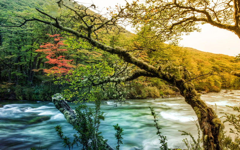 River Flowing Through Forest — Green, Serene, Autumn, Photograph, Trees, Moss