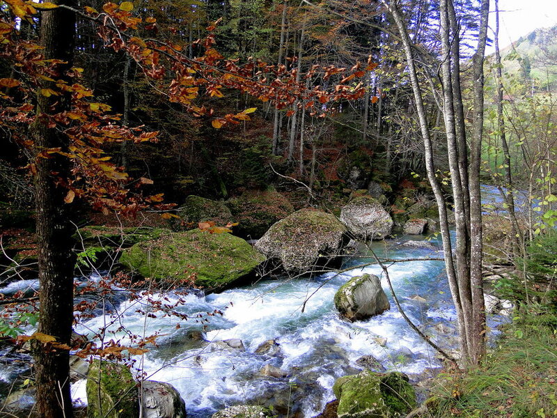 River Flowing Through Forest — Green, Serene, Autumn, Photograph, Trees, Rocks, Fallen Leaves