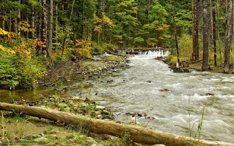 River Flowing Through Forest — Green, Serene, Autumn, Photograph, Trees, Rocks, Fallen Log, Brown