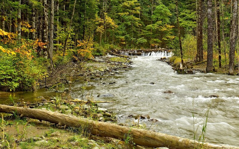 River Flowing Through Forest — Green, Serene, Autumn, Photograph, Trees, Rocks, Fallen Log, Brown, White