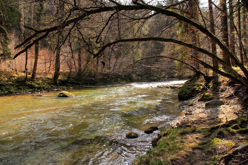 River Flowing Through Forest — Green, Serene, Autumn, Photograph, Trees, Rocks, Moss, Brown, Yellow