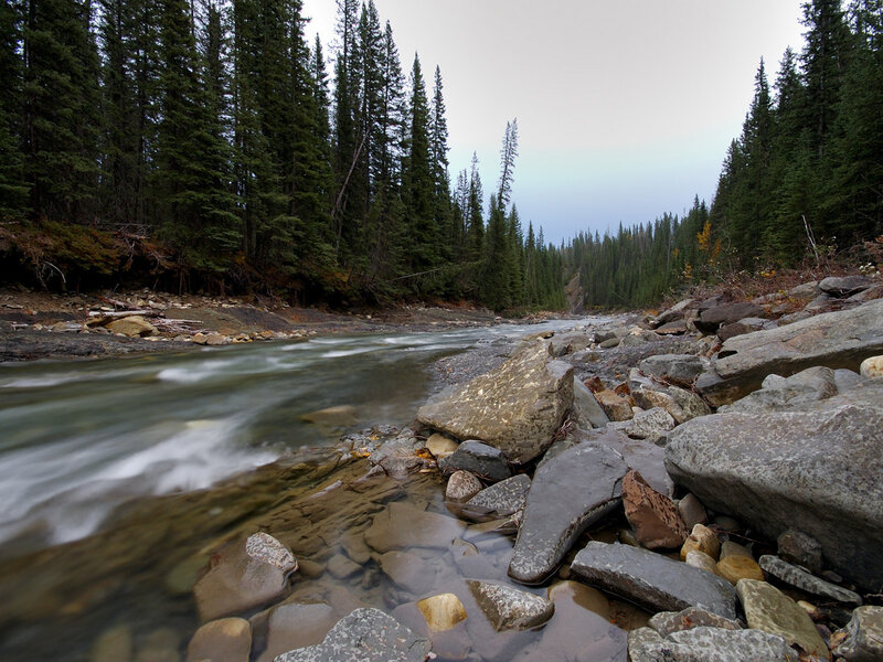 River Flowing Through Forest — Green, Serene, Autumn, Photograph, Trees, Rocks, Stream, Gray