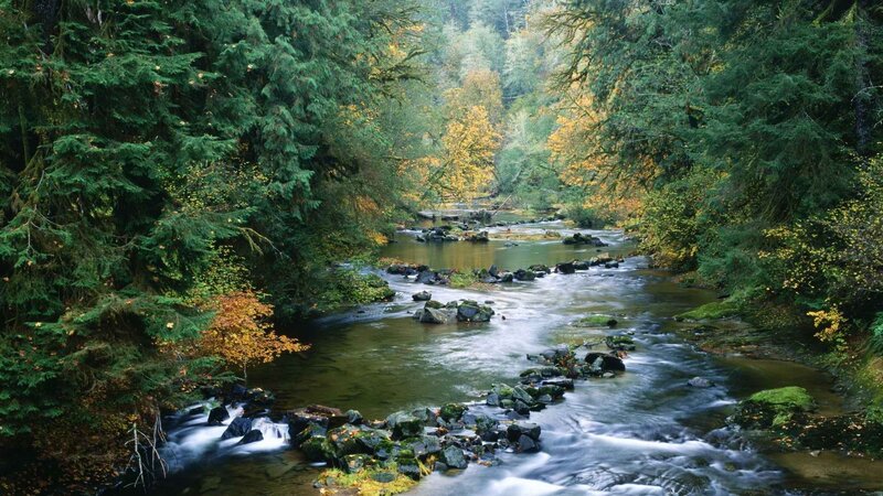 River Flowing Through Forest — Green, Serene, Autumn, Photograph, Trees, Rocks, Water, Brown